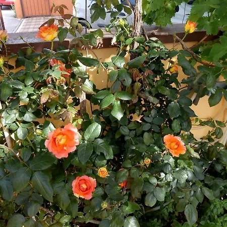 Appartement Mladen Apartman Za Obitelj Vodice